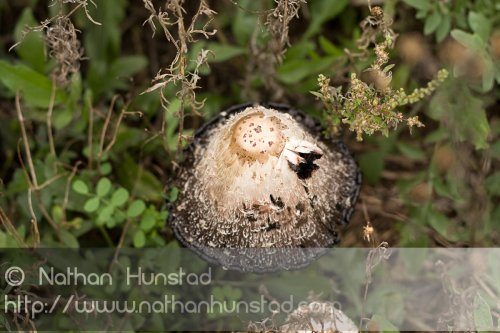 Mushroom_2008-09-27_IMG_2129